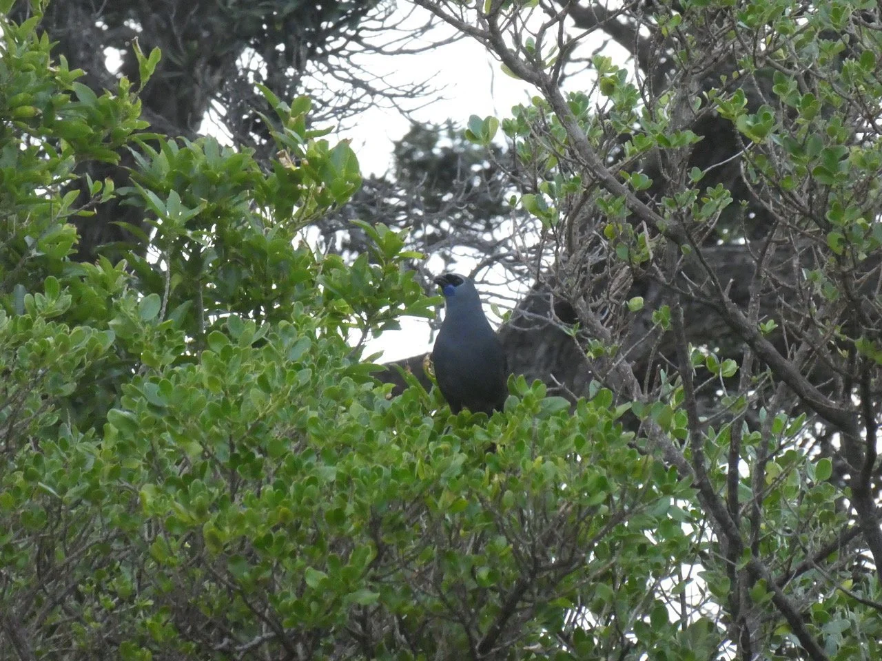   Kōkako in coprosma near the shore line  
