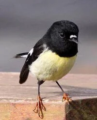   New Zealand tomtit (miromiro) Photo: Lindsay Hansch  