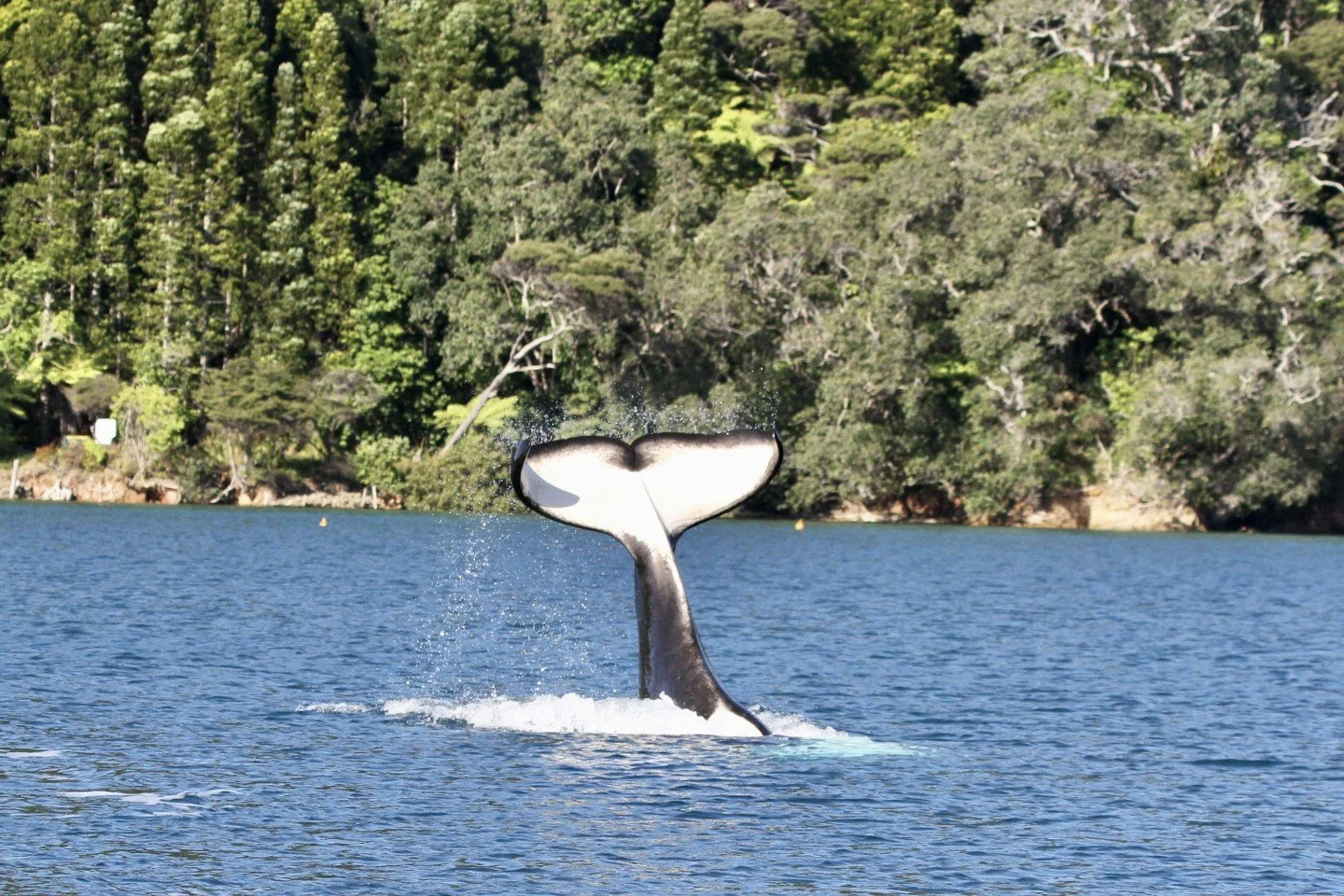   Orca tailing at Port Fitzroy, Aotea (Credit: Sarah Dwyer)  