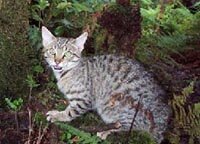 en06-cats-nz-based-research-01.jpeg