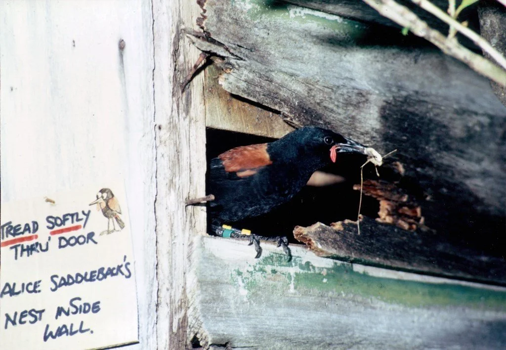   Tīeke at nest in wall of old building on Cuvier Island (Credit: Tim Lovegrove)  