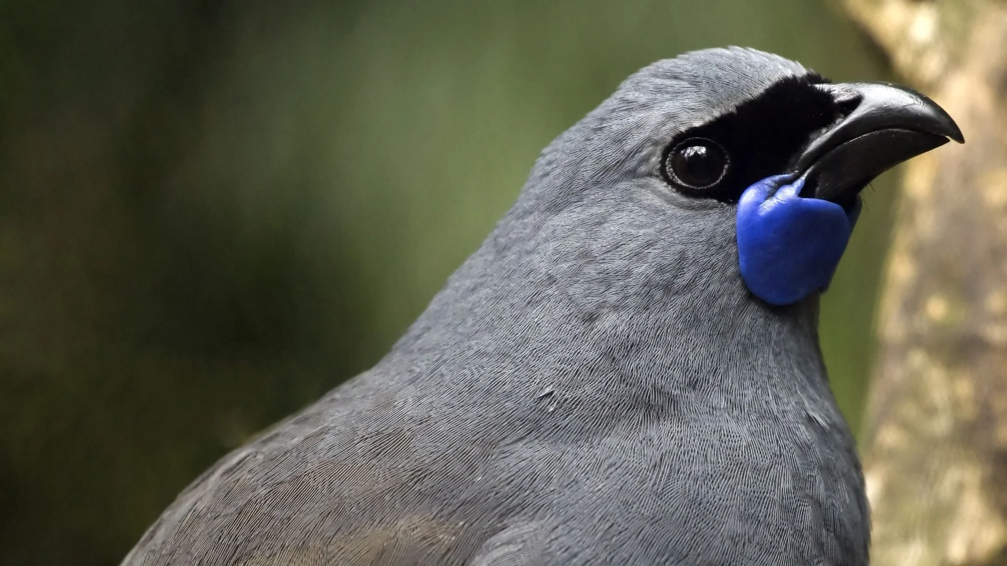   Kōkako - Predator Free 2050 (Credit: Matt Binns)   