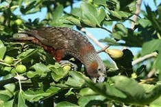   Feeding kaka can become quite tolerant of human presence. Photo: IslandStay  