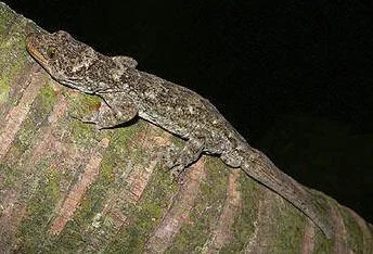 en24-giant-gecko-rediscovered-01.jpg