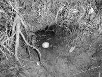  Grey-faced petrel burrow with egg predated by rat (yolk eaten out from hole at right end of egg). Awana, Sept 2012. The egg is the size of a big hen's (68x47mm). 