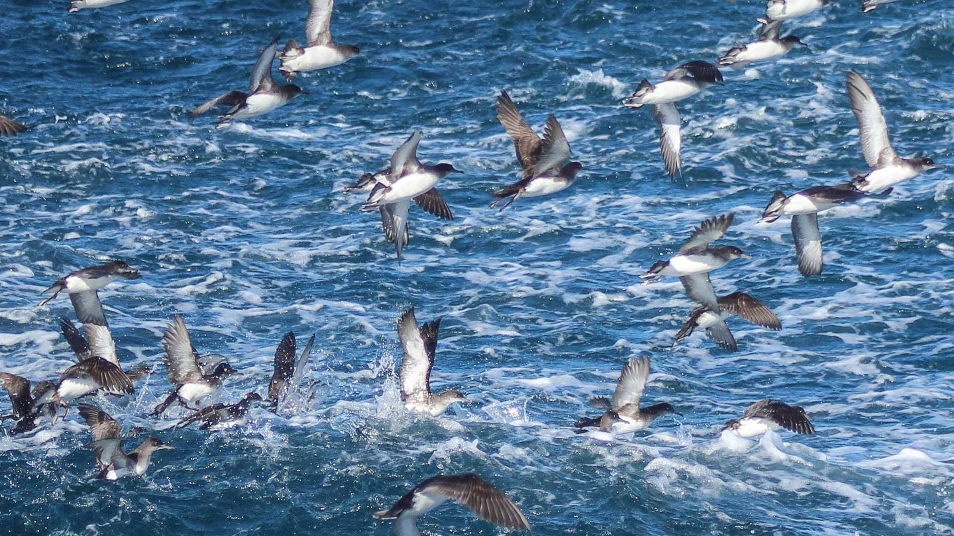   Fluttering Shearwaters in the Gulf (Credit: Auckland Whale and Dolphin Safari)   