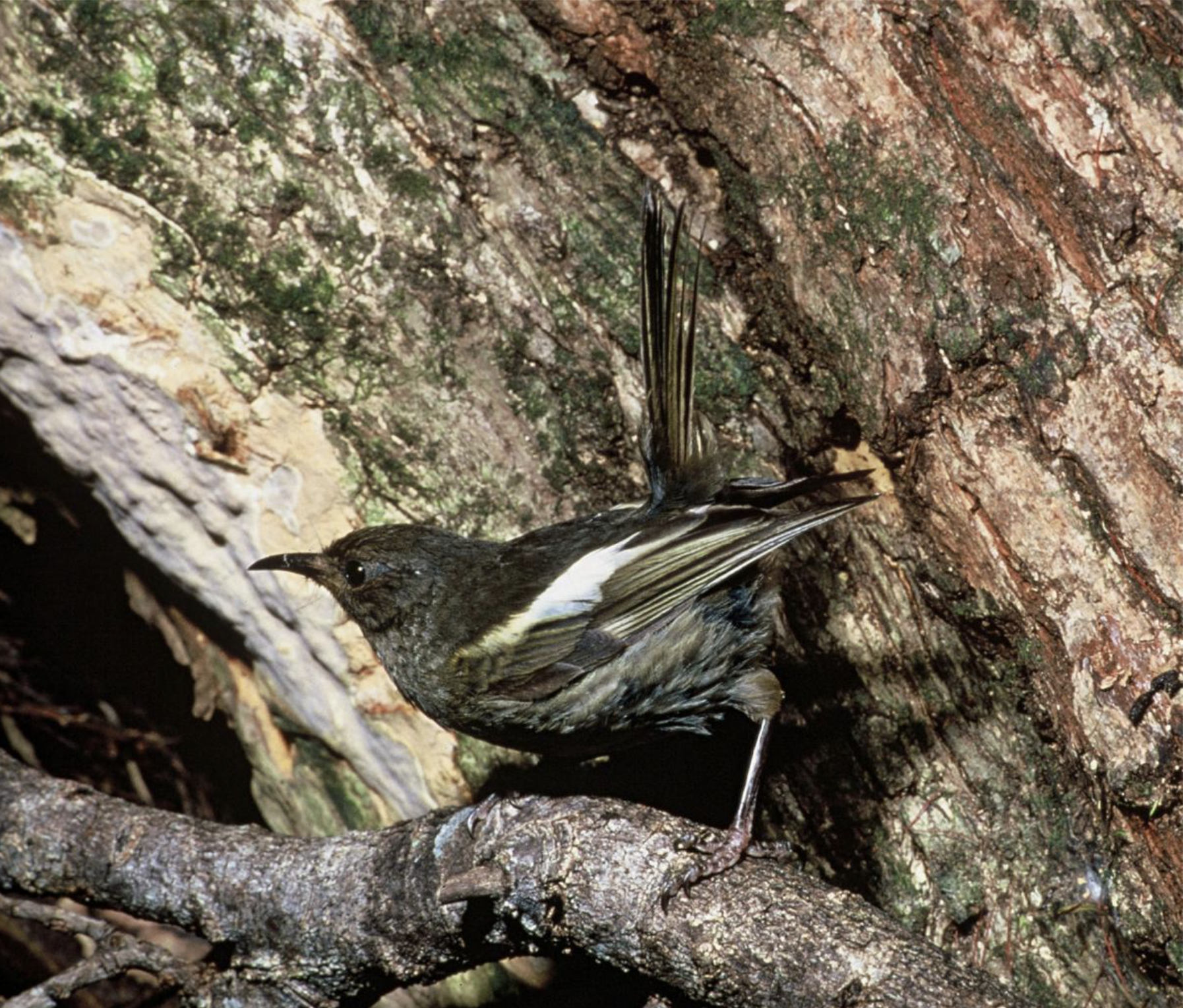   Female hihi on Hauturu (Credit: Dick Veitch)  