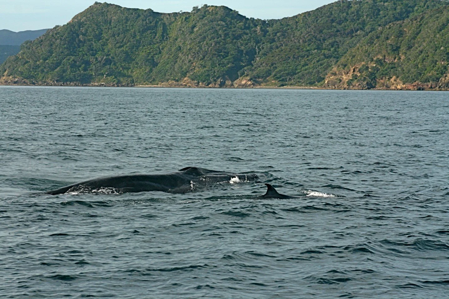   Bryde’s whale mother and calf off SW coast of Aotea (Credit: Sarah Dwyer)  