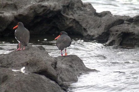 en38-rangatira-02.jpeg