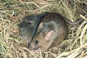 en13-the-humble-house-mouse-01.jpg