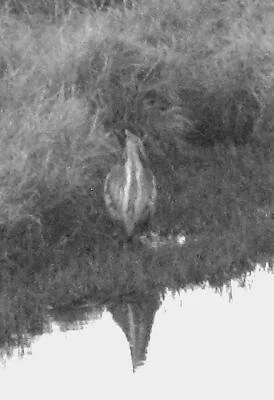   They are here - this grainy photo of a real bittern was taken recently at Medlands by Fenella Chrisitan.  