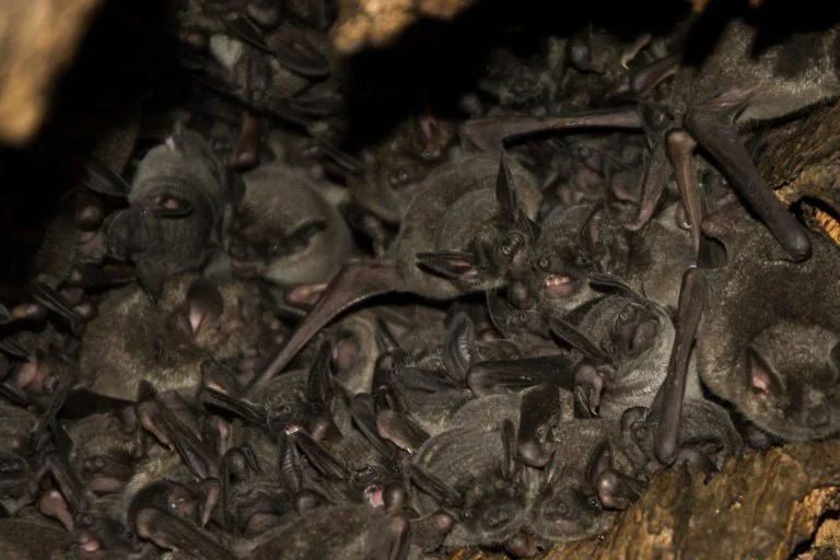  Short-tailed bats can roost communally with over a hundred individuals. Roost trees need to be large with significant hollows. This species has not been recorded on Aotea and, if present, is likely to be in areas of remaining old growth forest (Credit: J Osborne (Wikimedia Commons))  