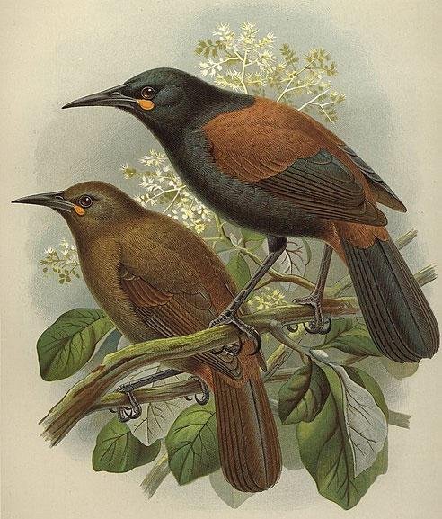   Saddleback/Ƥeke (Philesturnus rufusater) was once on Aotea but cannot coexist with rats. (Lithographic plate by JG Keulemans, Buller’s A history of the birds of New Zealand, 2nd ed, 1888)  