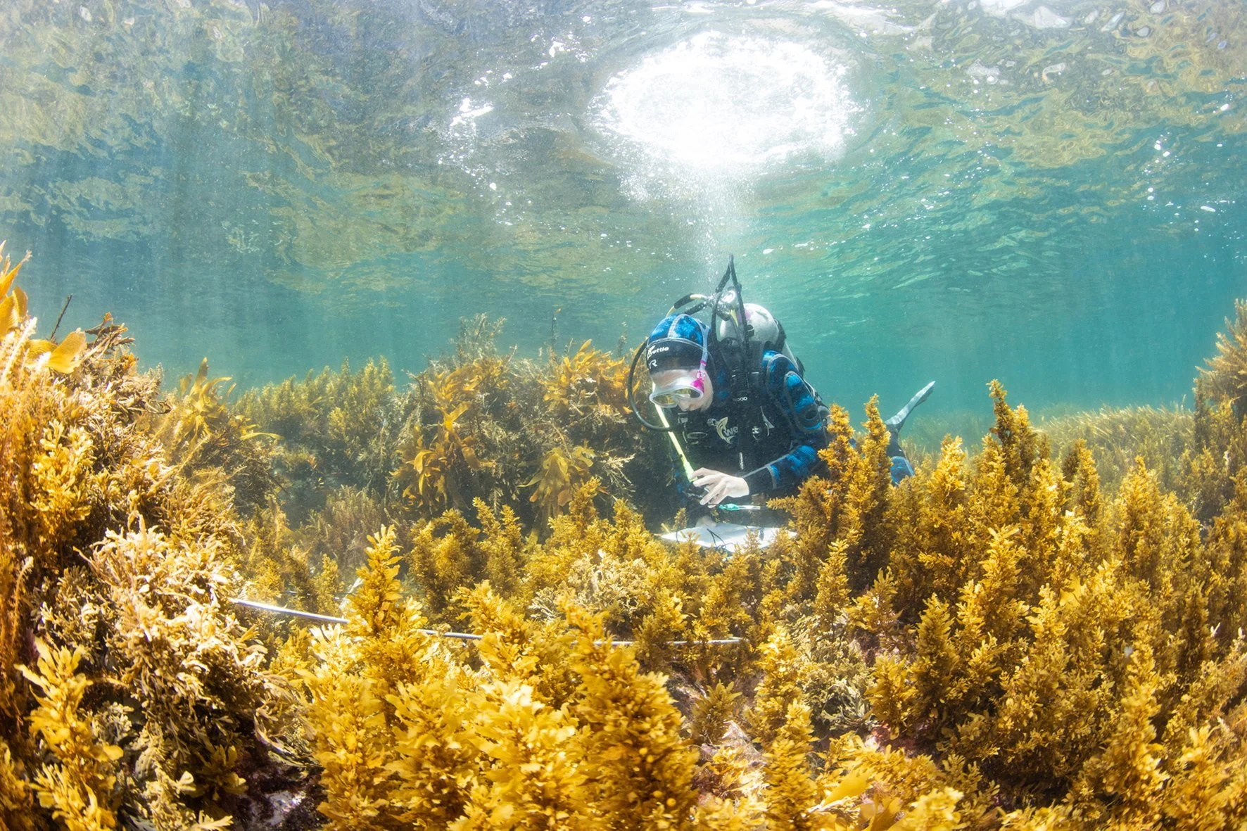   Kelsey Miller surveying reef at Hauturu after kelp recovery (Credit: Paul Caiger)   