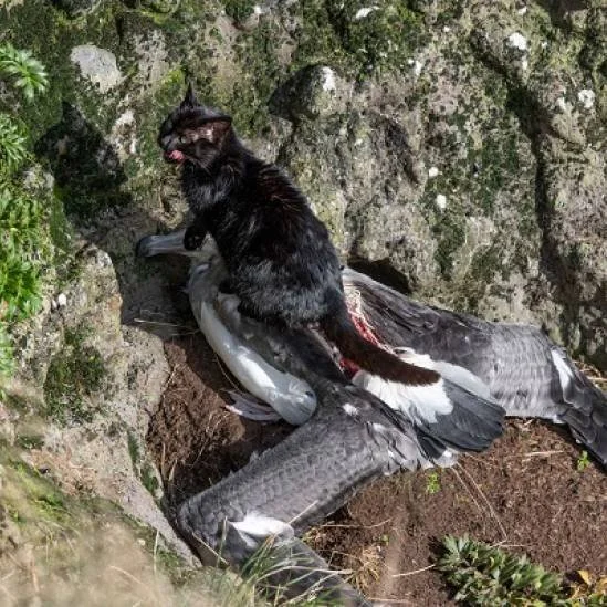   Cat killing an albatross on Auckland Island (Credit: Stephen Bradley)  