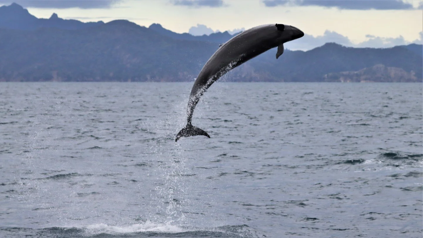   False killer whale breaching off Aotea (Credit: Jochen Zaeschmar)  