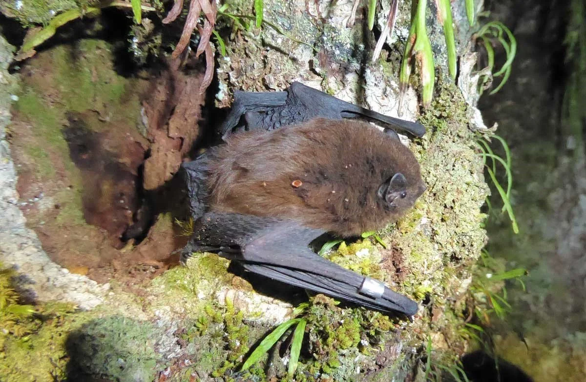   Pekapeka | Long Tailed Bat (Credit: Colin O’Donnell)  
