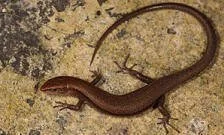 en32-rainbow-skink-unwanted-on-aotea-02.jpeg