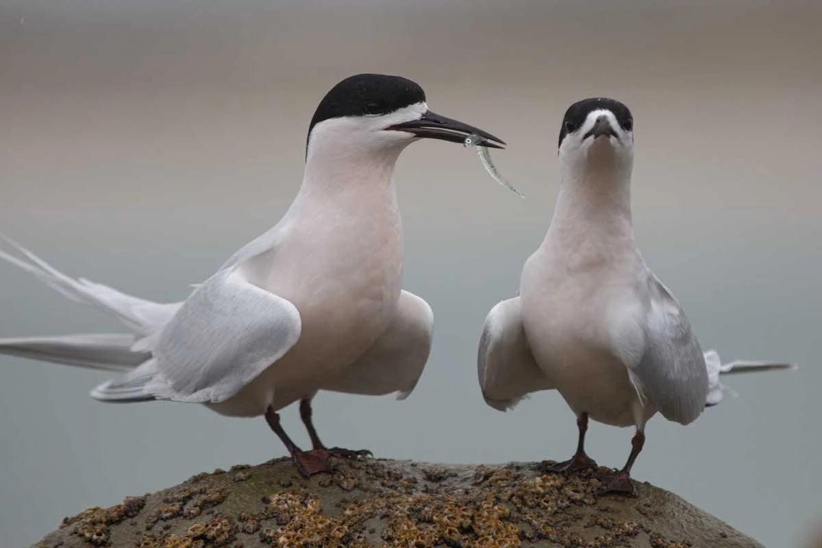   White fronted tern/tara with fish (Credit: Shaun Lee)  