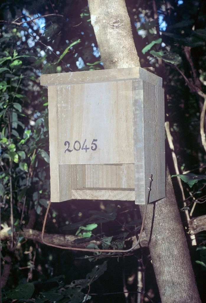   Tīeke roost box on Kapiti Island.  Adult birds show their newly fledged young where to roost.  On Kapiti Island many box users trained their young how to roost in boxes (Credit: Tim Lovegrove)  