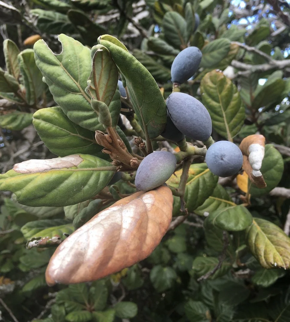   Taraire in fruit on Aotea Great Barrier (Credit: Kate Waterhouse)  