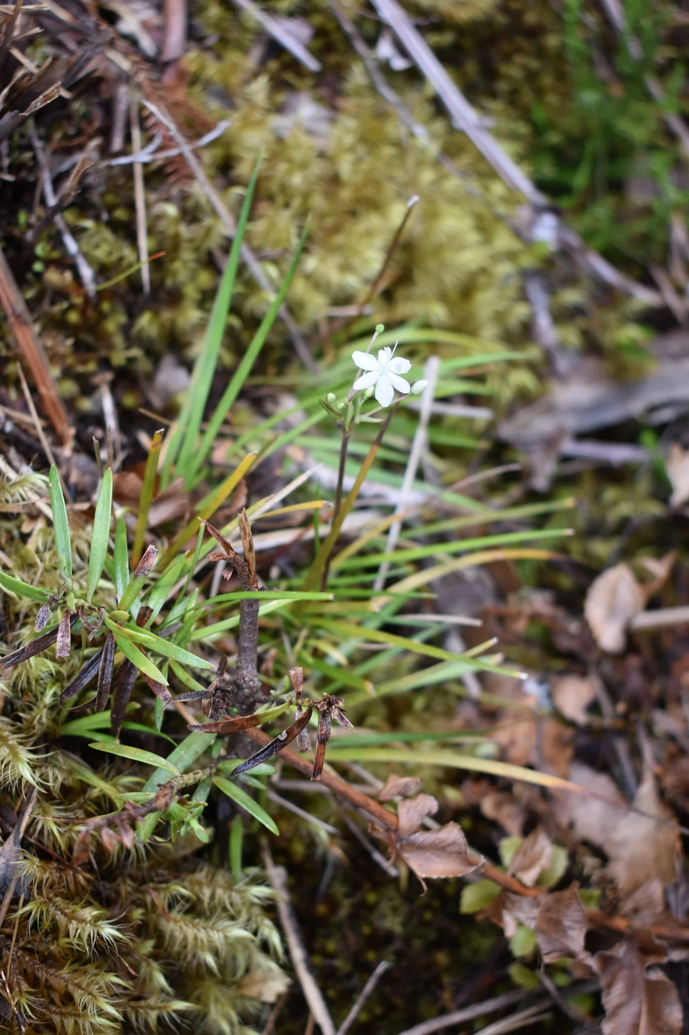 L. micrantha found between Mt Heale hut and the summit of Hirakimatā, flowering despite the late season (Credit: Sophie Newmarch)