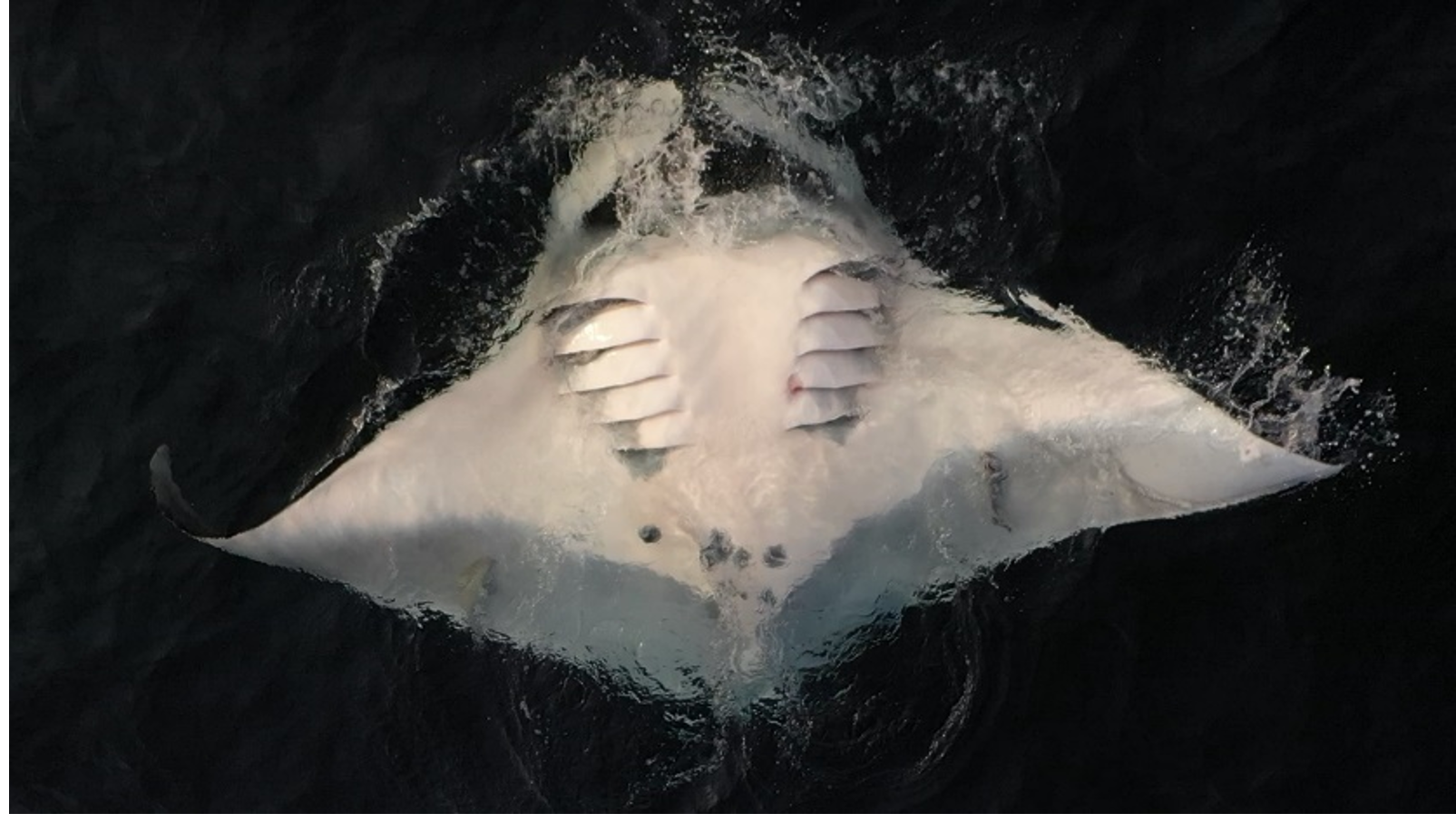   Feeding Manta Ray (Credit: Edy Setyawan)  