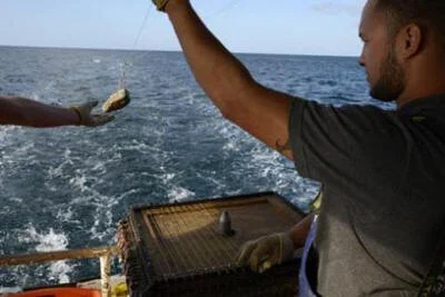   Photo: Southern Seabird Solutions  