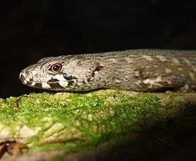 en14-iconic-species-stages-dramatic-recovery-01.jpg