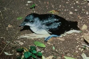 en11-bird-count-4-01.jpg