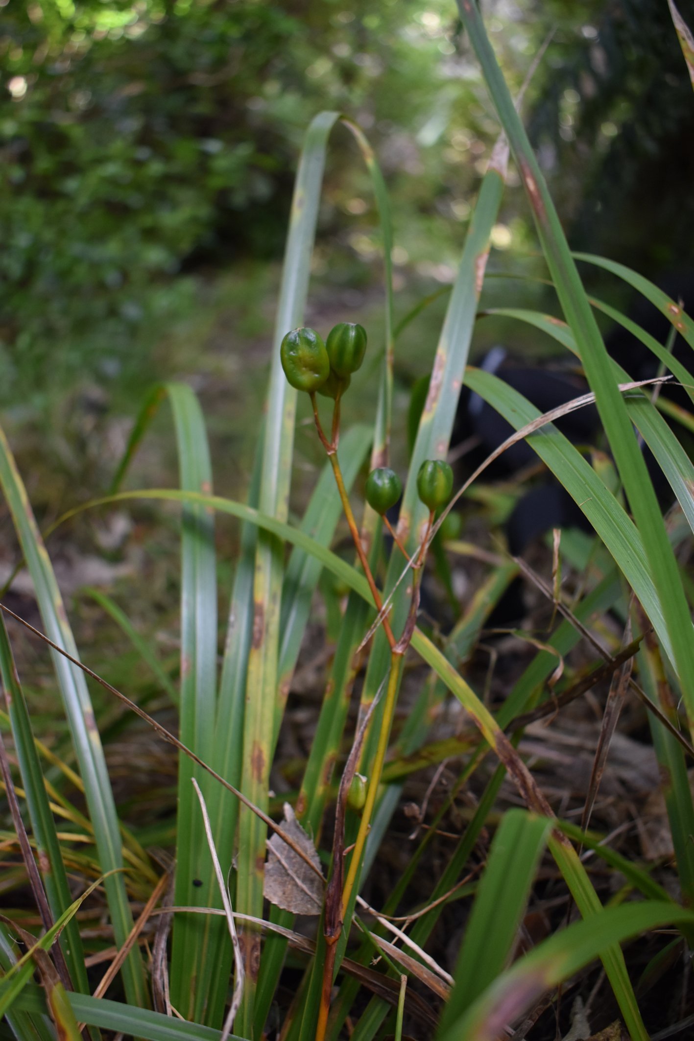   The large capsules of L. ixioides on the Cooper’s Castle Track (Credit: Sophie Newmarch)  