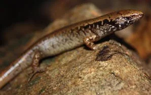   Towns' skink Oligosoma townsi    (Photo: Halema Jamieson)  