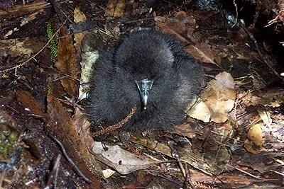   Biz Bell took this shot of a black petrel chick in its burrow on Hirakimata (Mt Hobson).  