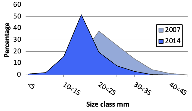 Size frequency distribution of cockles based on all data collected in 2007 and 2014. The increased percentage of smaller cockles in the most recent samples is statistically significant