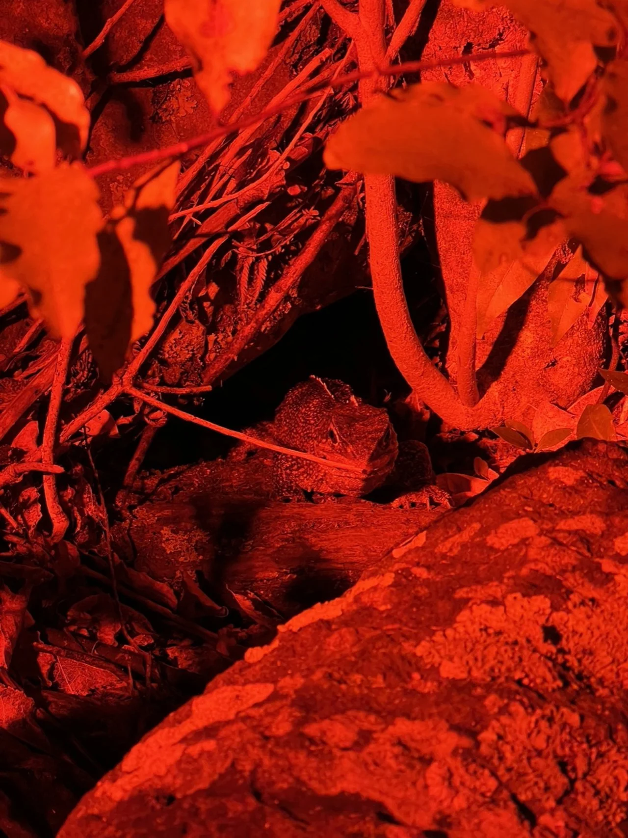   Pacific gecko and tuatara in forest at night  