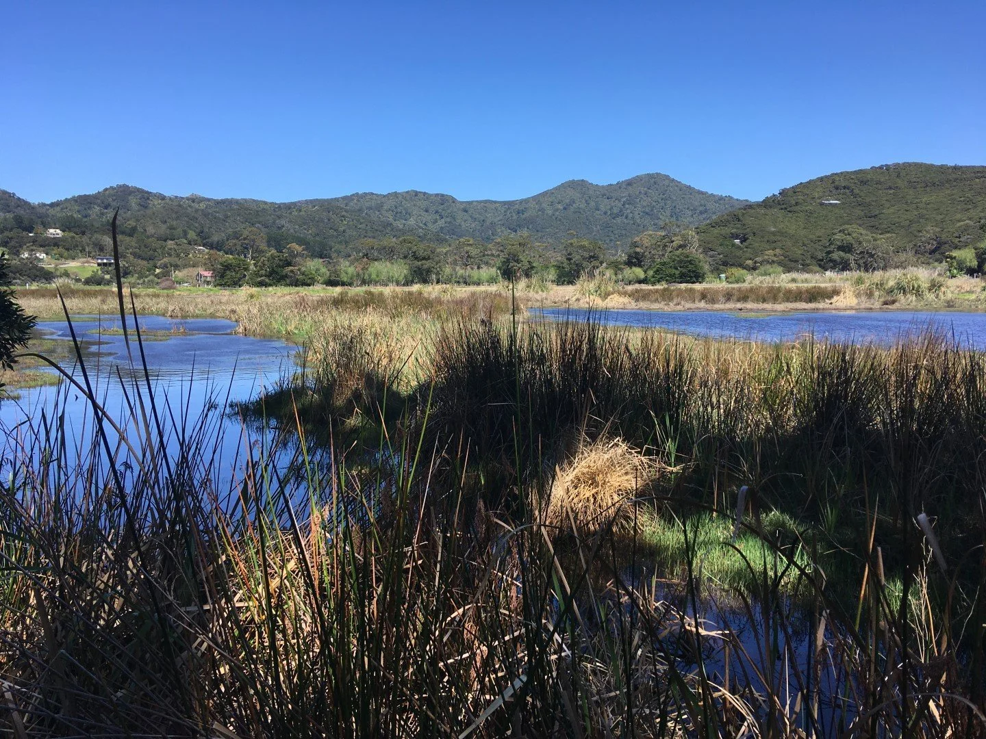  Oruawharo/Medlands wetland looking west toward Medland Road and the ridgeline (Credit: Lotte McIntyre)  