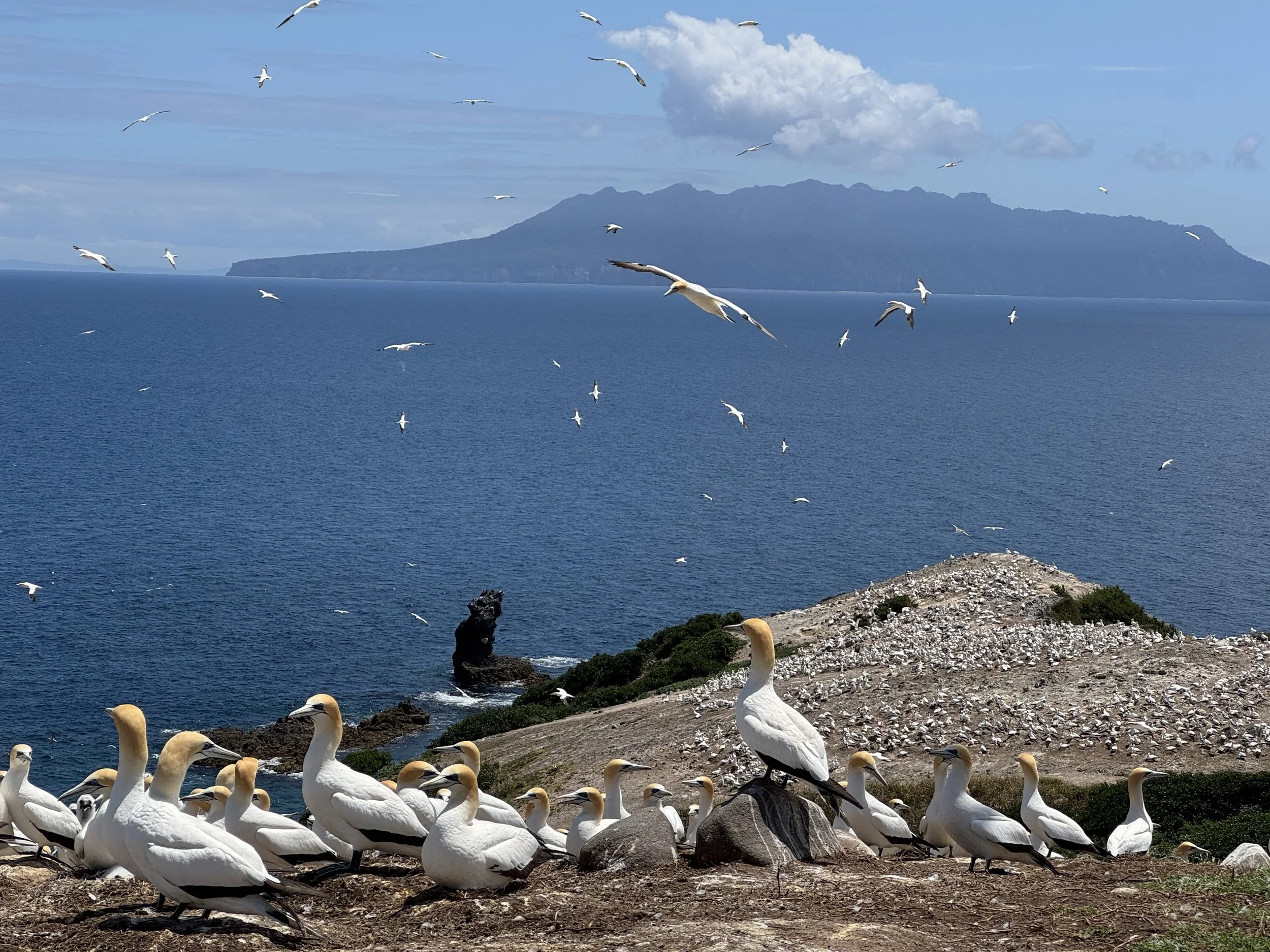  Tākupu (gannet) Colony on Māhuki  