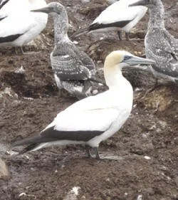 en12-the-gulf-of-seabirds-02.jpeg