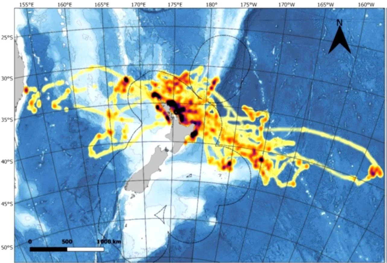   Fig 1: Density map of all black petrel chick provisioning trips from Aotea|Great Barrier Island recorded from March to April 2018. Darker areas represent concentrations of black petrel foraging activity. The black dashed line represents the boundary of the New Zealand Exclusive Economic Zone. (6)  