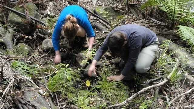   Volunteers counting Hochstetter’s Frogs (Credit: Windy Hill and Rosalie Bay Catchment Trust Photo Collection)  