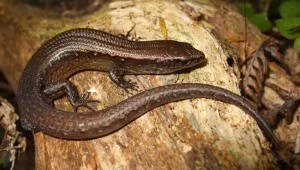 en38-aotea-island-of-lizards-06.jpg