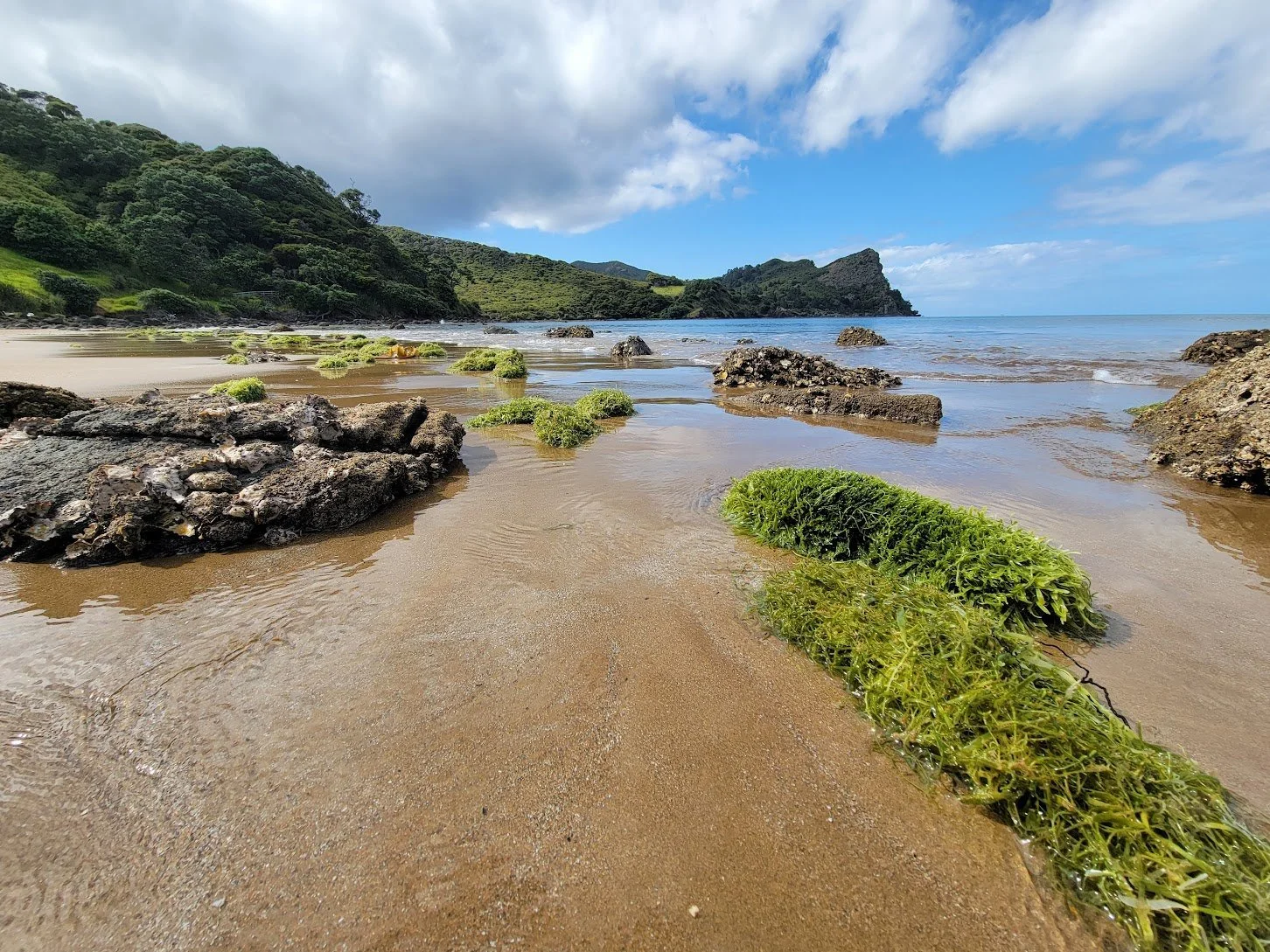   Caulerpa on the Beach at Okupu (Credit: Chris Sidney Wales)  