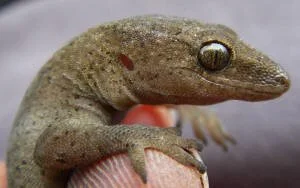 en38-aotea-island-of-lizards-08.jpeg