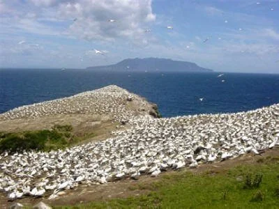 en12-the-gulf-of-seabirds-01.jpeg