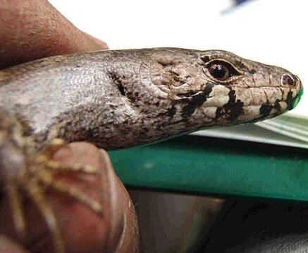 en16-chevron-skinks-02.jpeg