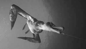   Hooked on longlines like this drowned albatross the black petrel is being fished out of existence. Photo: Dr. Graham Robertson  