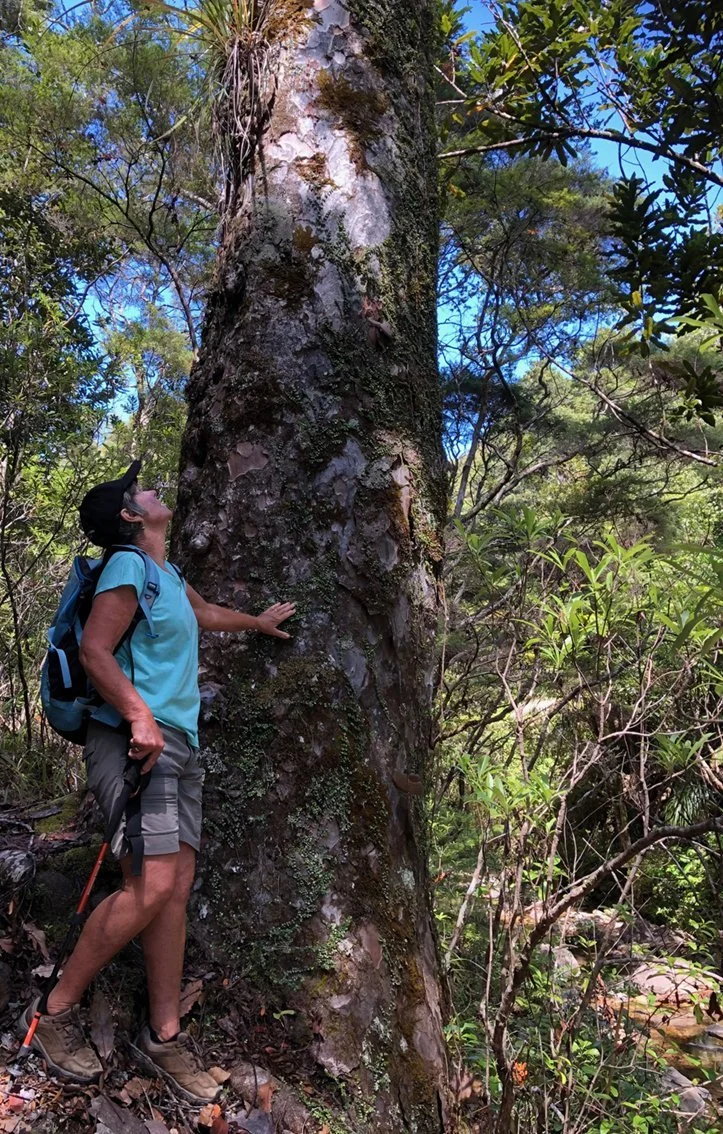  Mature healthy kauri in Wairahi Stream Withey’s track, Aotea (Credit: Barry Scott)  