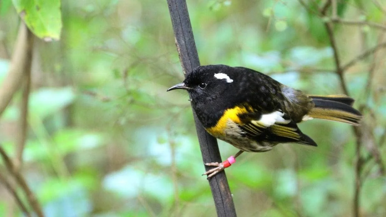   Male hihi - translocated to Shakespeare Regional Park. (Credit: Anna Arrol)  