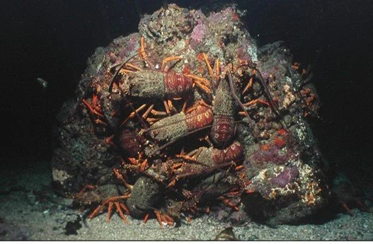   Crayfish at Tawharanui, inside the marine reserve, out in the open, numerous, and larger (Credit: R Grace)  