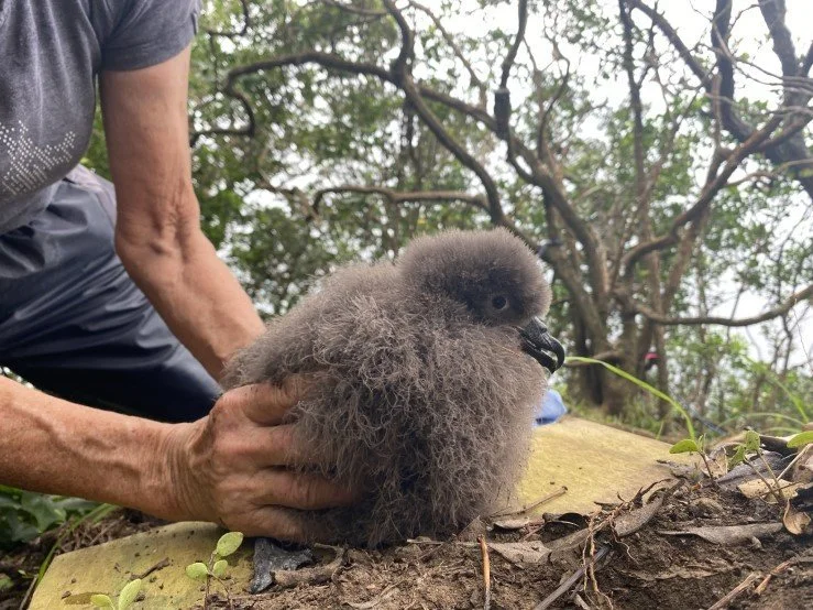   Cathy Mitchell with grey faced petrel chick (Credit: Shannon Courtney)  